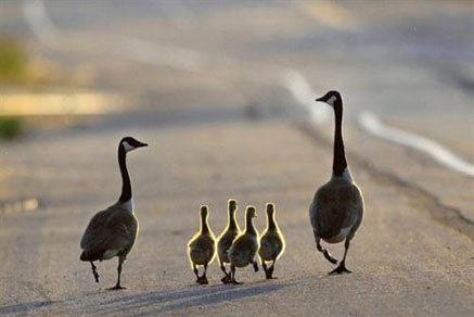 【干貨滿滿】為什么要買學(xué)區(qū)房，看完你就懂了